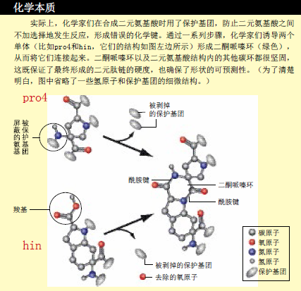 定做一个蛋白质 (3).png