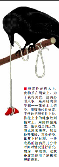 乌鸦究竟有多聪明 (1).png
