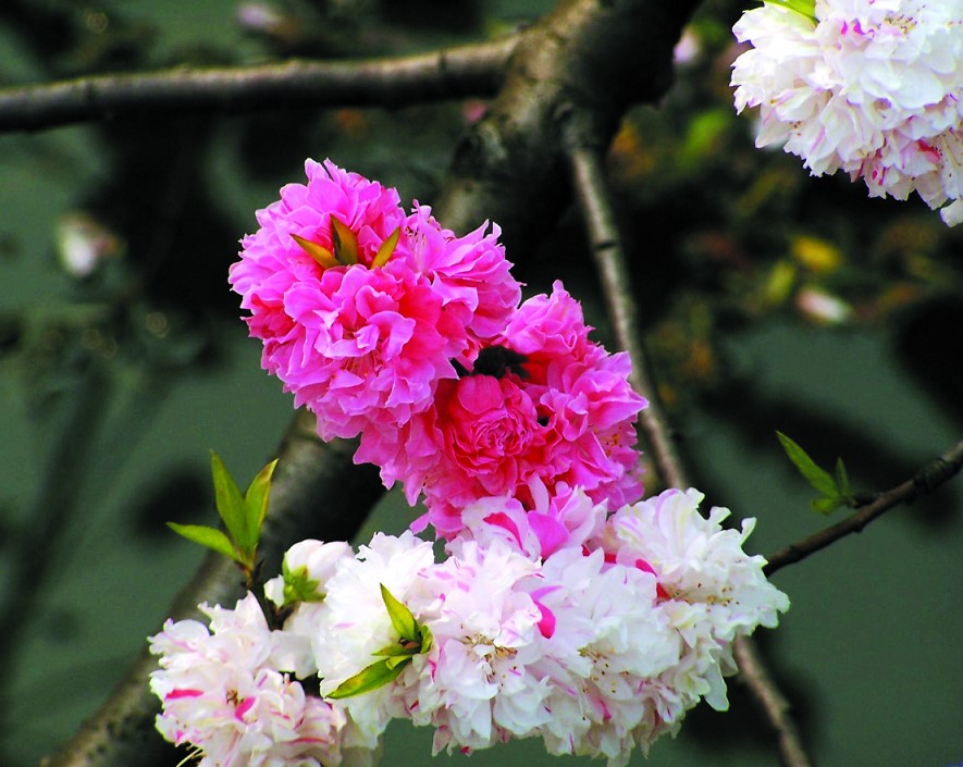 20130990为什么有的桃树上能开出两种颜色不同的花.jpg