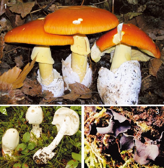 20131056不可貌相的毒蘑菇-上.jpg
