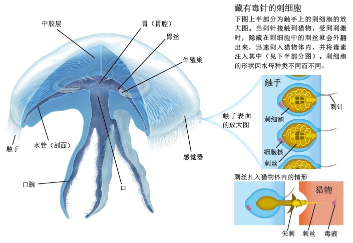 20131262水母_f2.jpg