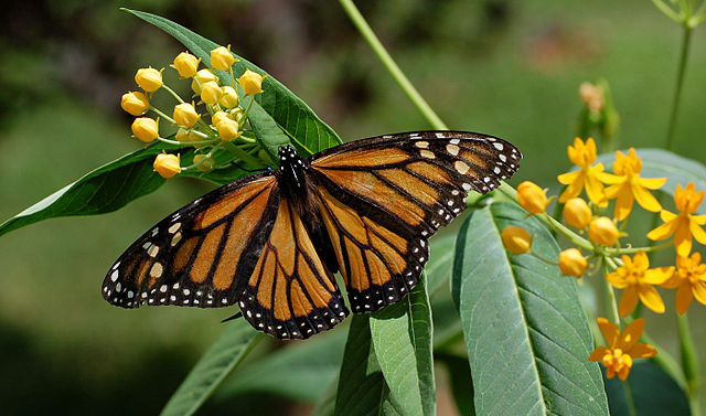 640px-Monarch_Butterfly_Danaus_plexippus_on_Milkweed_Hybrid_2800px.jpg
