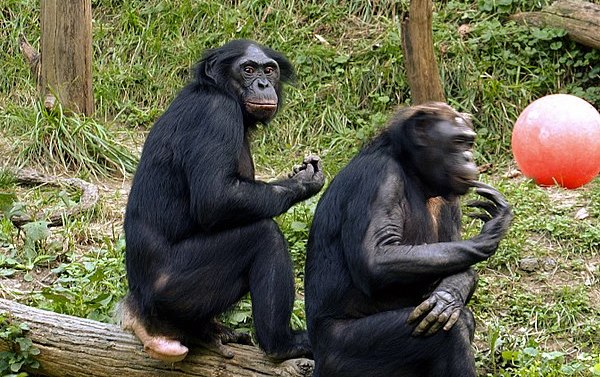 600px-Bonobo_011.jpg