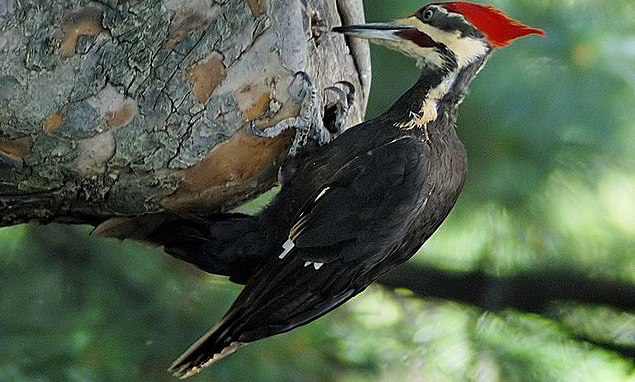 635px-Woodpecker_20040529_151837_1c_cropped.png