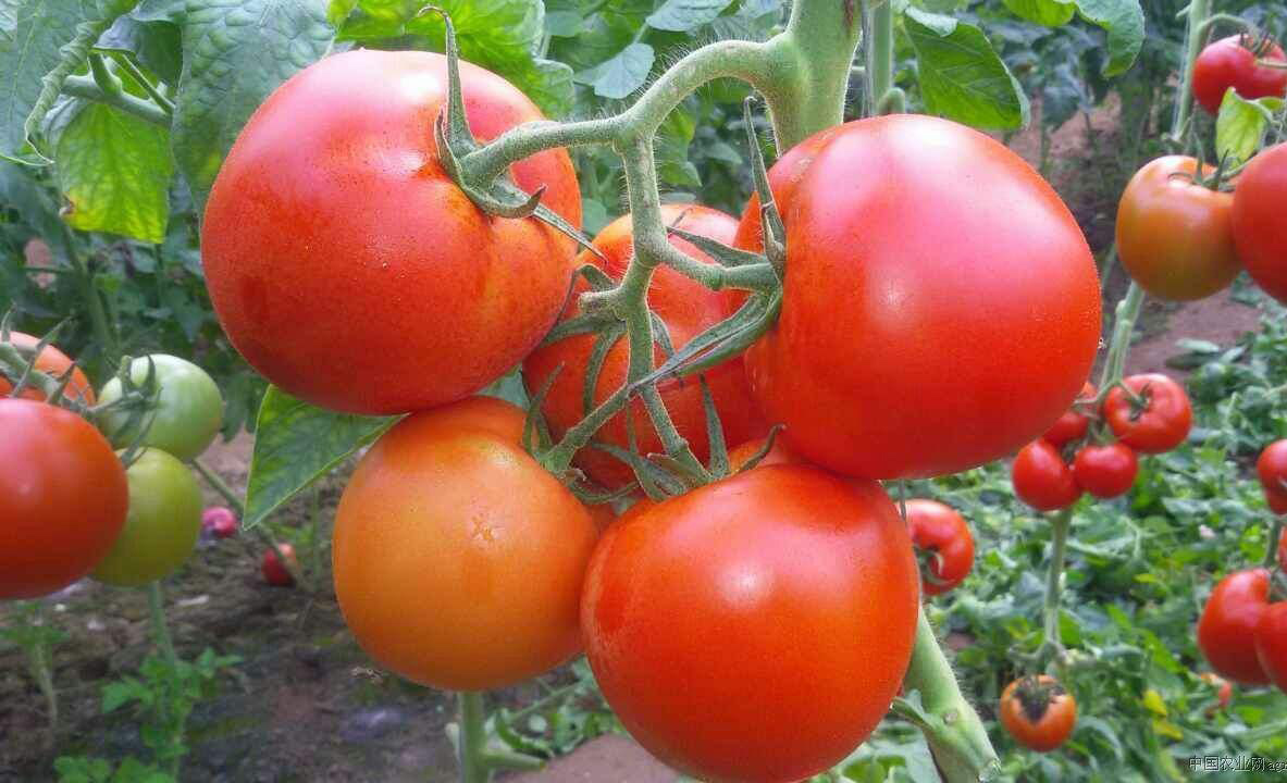 091210番茄红素 图1.jpg