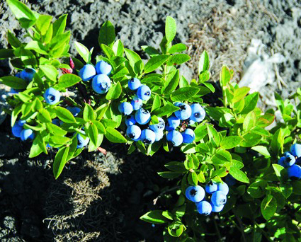 20100704蓝莓：健康色素加工厂f2.jpg