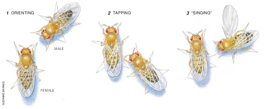 Understanding the Genetic Construction of Behavior-01.jpg