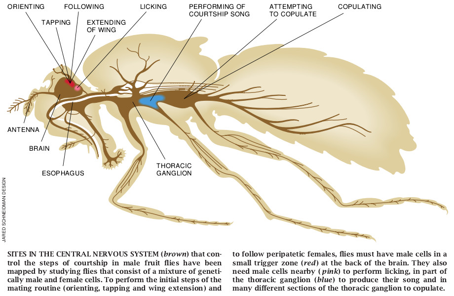 Understanding the Genetic Construction of Behavior-03.jpg