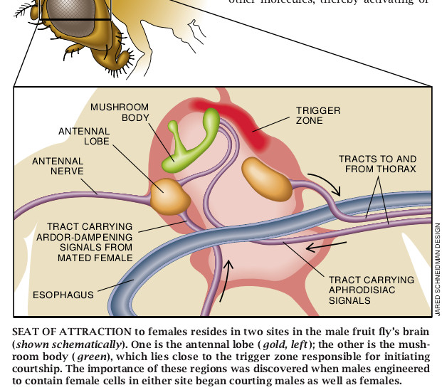 Understanding the Genetic Construction of Behavior-04.jpg