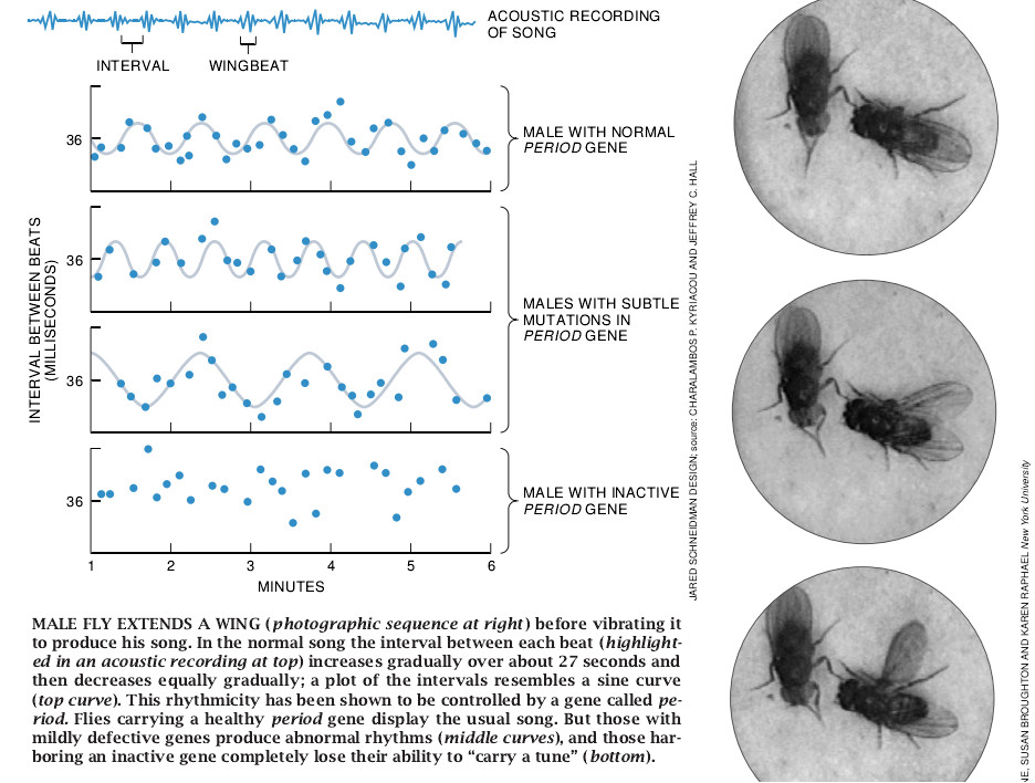 Understanding the Genetic Construction of Behavior-05.jpg