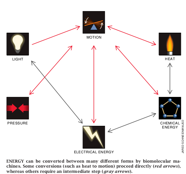 Elastic Biomolecular Machines-03.jpg