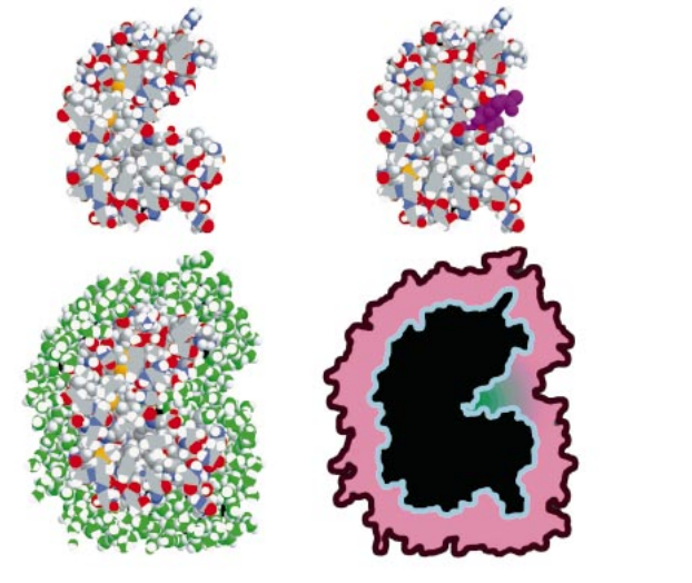 模拟水和生命分子 2.png