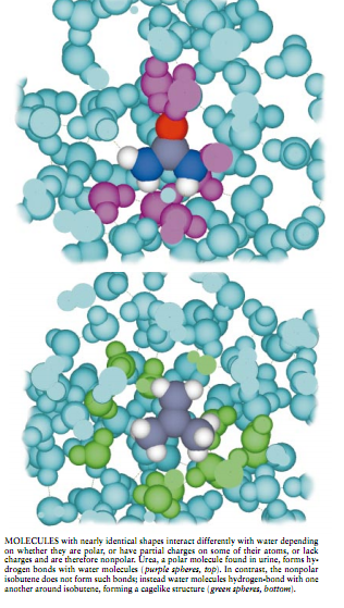 模拟水和生命分子 3.png