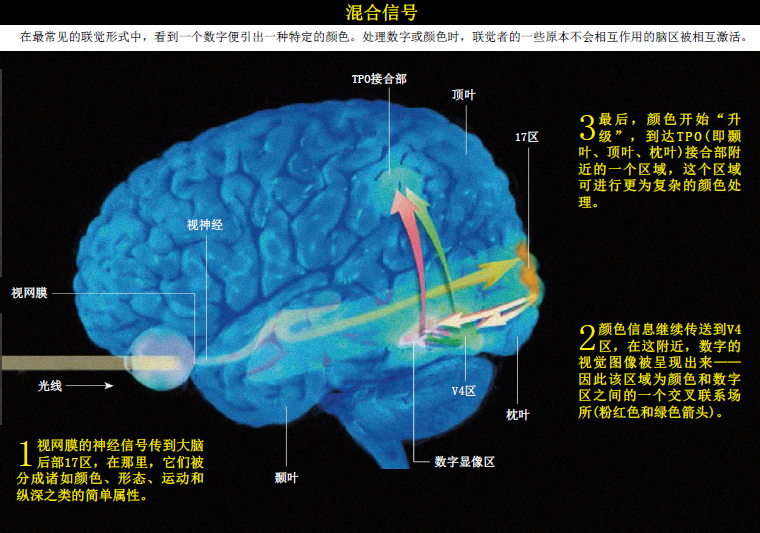 倾听颜色  品尝形状 (2).png