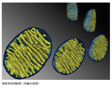 与《科学美国人》分享诺贝尔智慧4.png