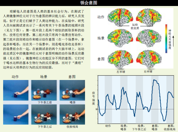 大脑中的魔镜 (2).png