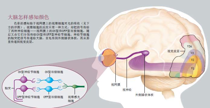 色彩错觉 (2).png