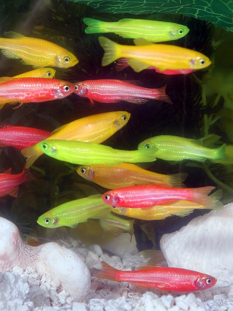 800px-GloFish.jpg