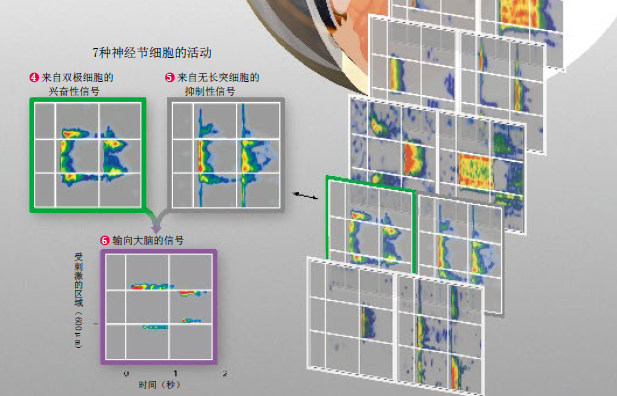 视网膜上的电影工厂 (2).png