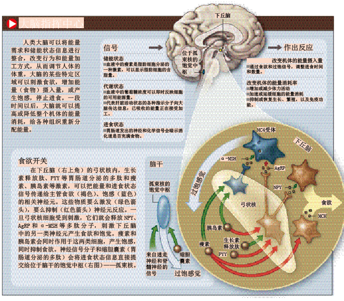 我们为什么会长胖 (2).png