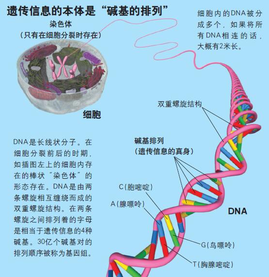 120413_基因治疗-1 图1.jpg