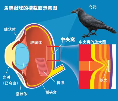 120432_眼睛的结构-2 图1.jpg