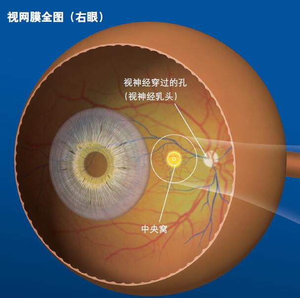 120433_眼睛的结构-3 图1.jpg