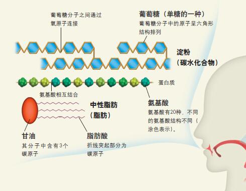 120610_营养素-2 图.jpg