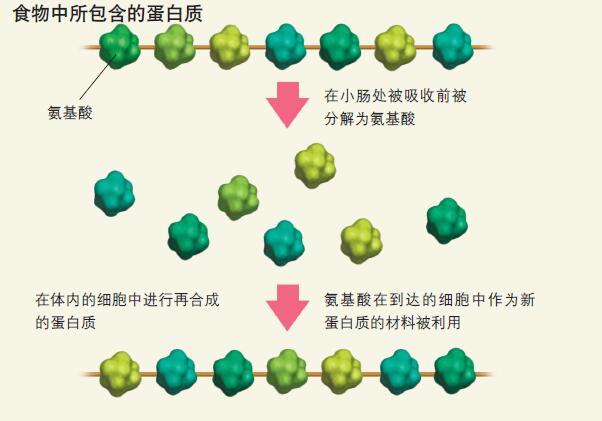 120611_营养素-3 图.jpg