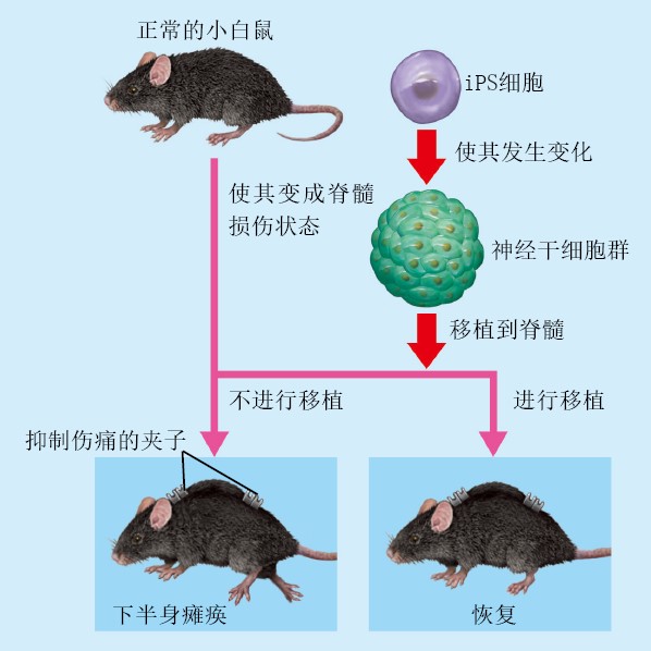 20130265用iPS细胞修补组织和器官_f2.jpg