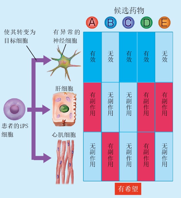 20130266利用iPS细胞探寻疑难病的病因与开发新药_f1.jpg