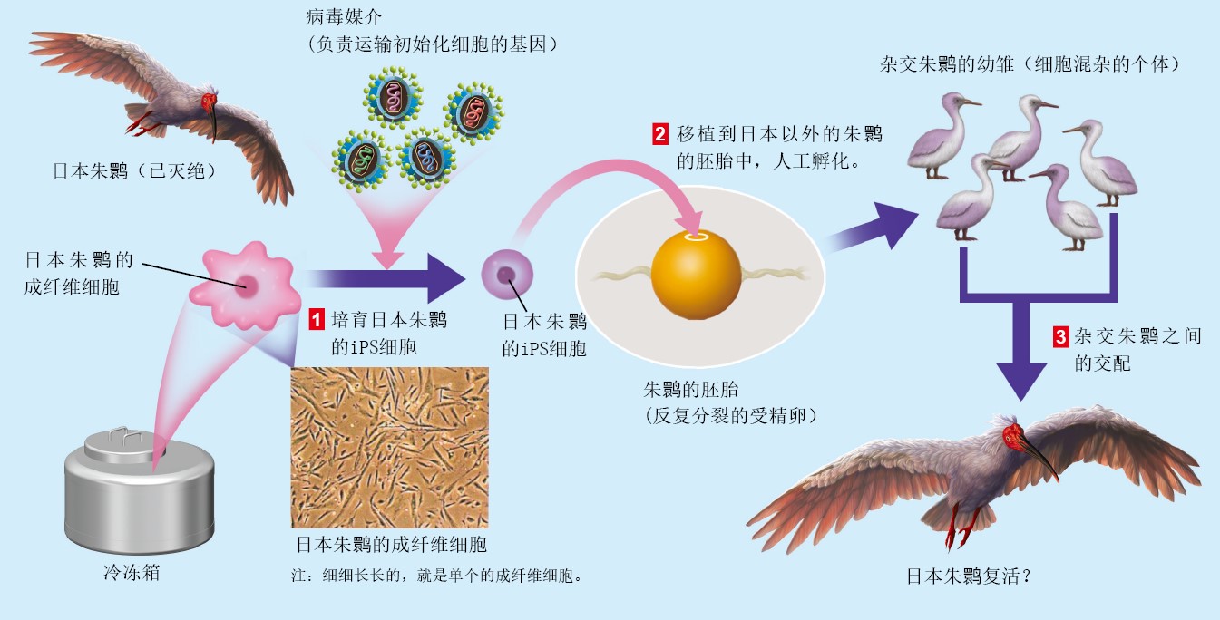 20130268用iPS细胞制造内脏器官和保护濒危物种_f1.jpg