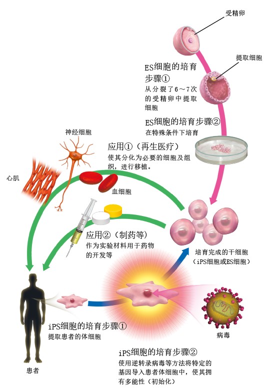 20130347iPS细胞技术潜力无穷_f1.jpg