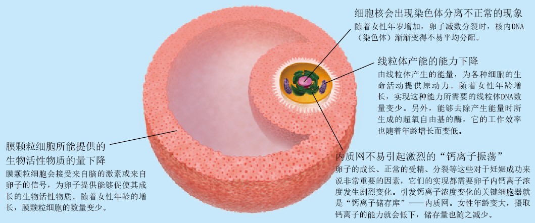 20130352卵子老化影响生育_f2.jpg