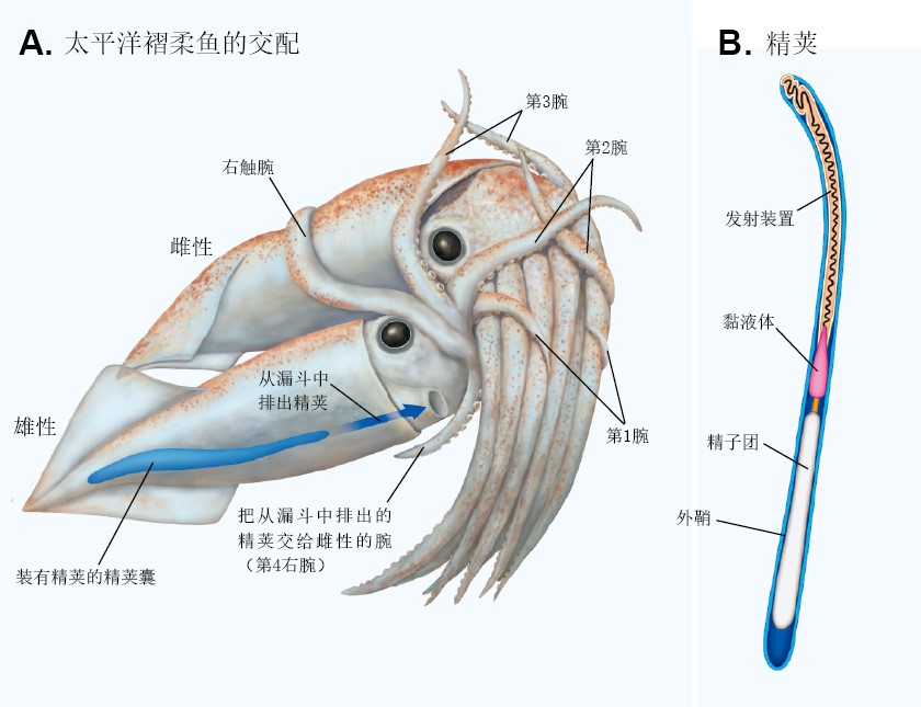 20130546奇异的乌贼家族_f3.jpg