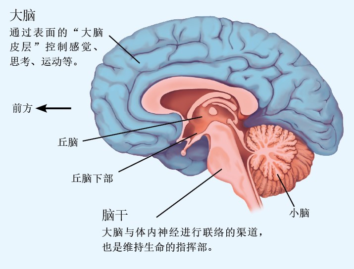 20130558通过睡眠掌握学习内容_f1.jpg