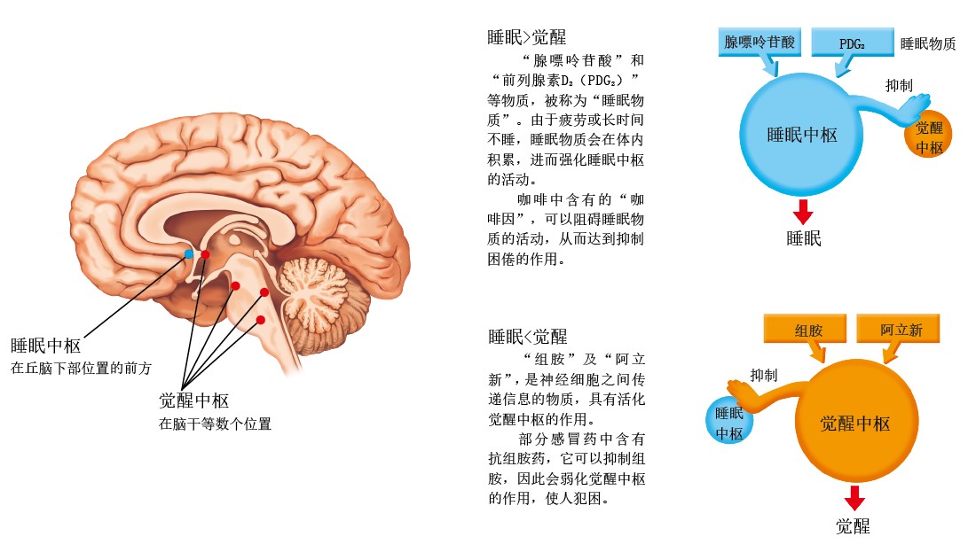 20130562瞌睡的真相_f1.jpg