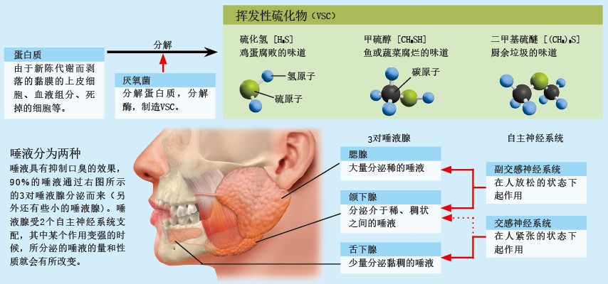 20130666口臭.jpg