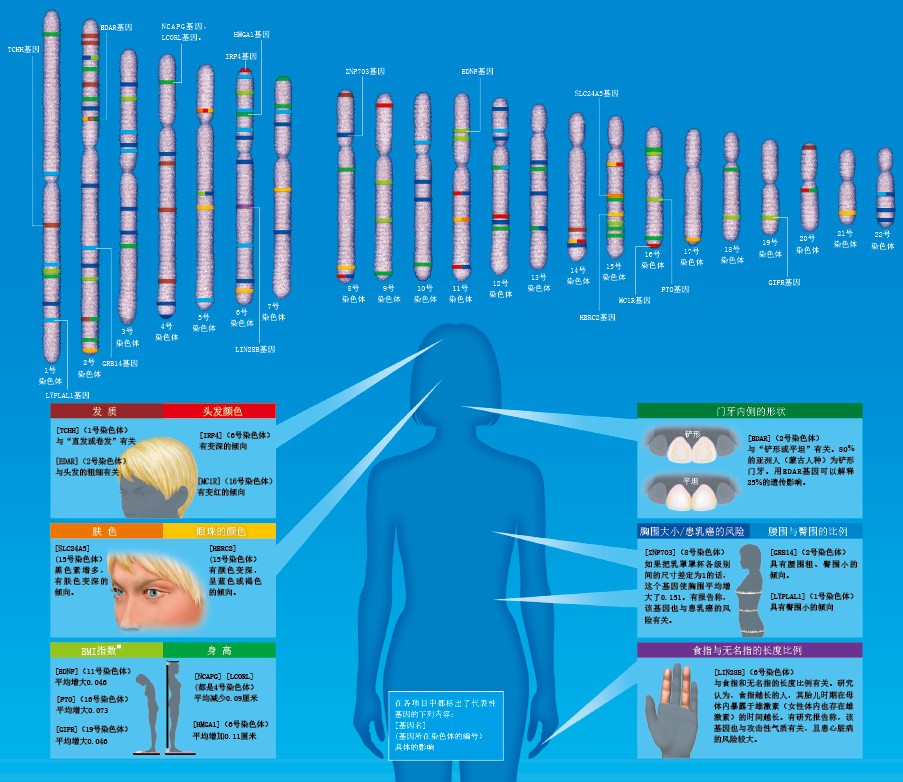 20130828用基因组预测身高和面貌.jpg