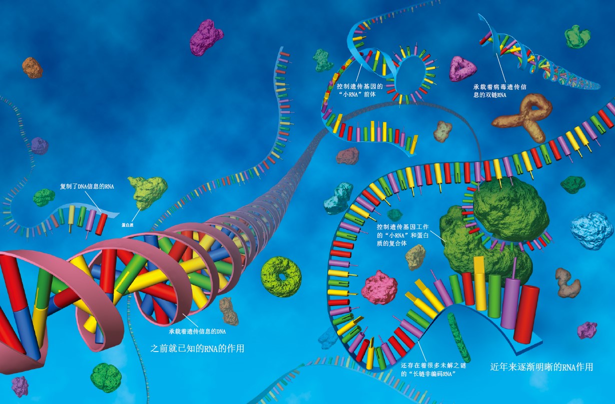 20130950重新发现RNA-上.jpg