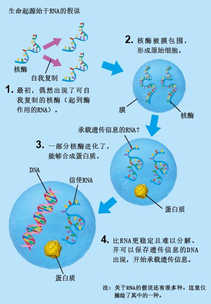 20130958重新发现RNA-中.jpg