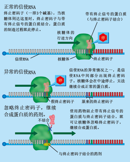 20130960重新发现RNA-下.png