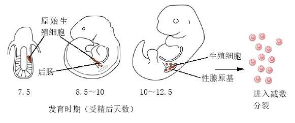 20131144寻找雌性生殖干细胞-上.jpg