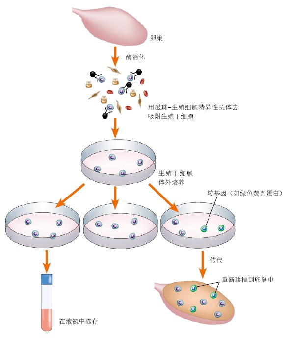 20131147寻找雌性生殖干细胞-下.jpg