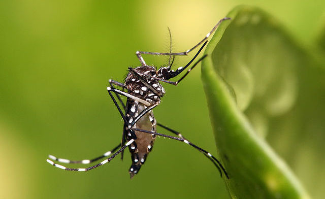 640px-Aedes_aegypti.jpg